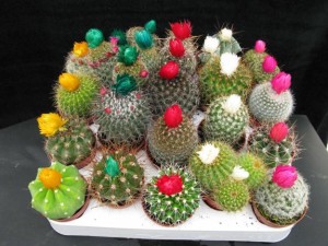 1296745953_129819052_1-venta-de-cactus-orquideas