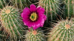Cactus-Flower-Bloom-Quarto-Agulhas-