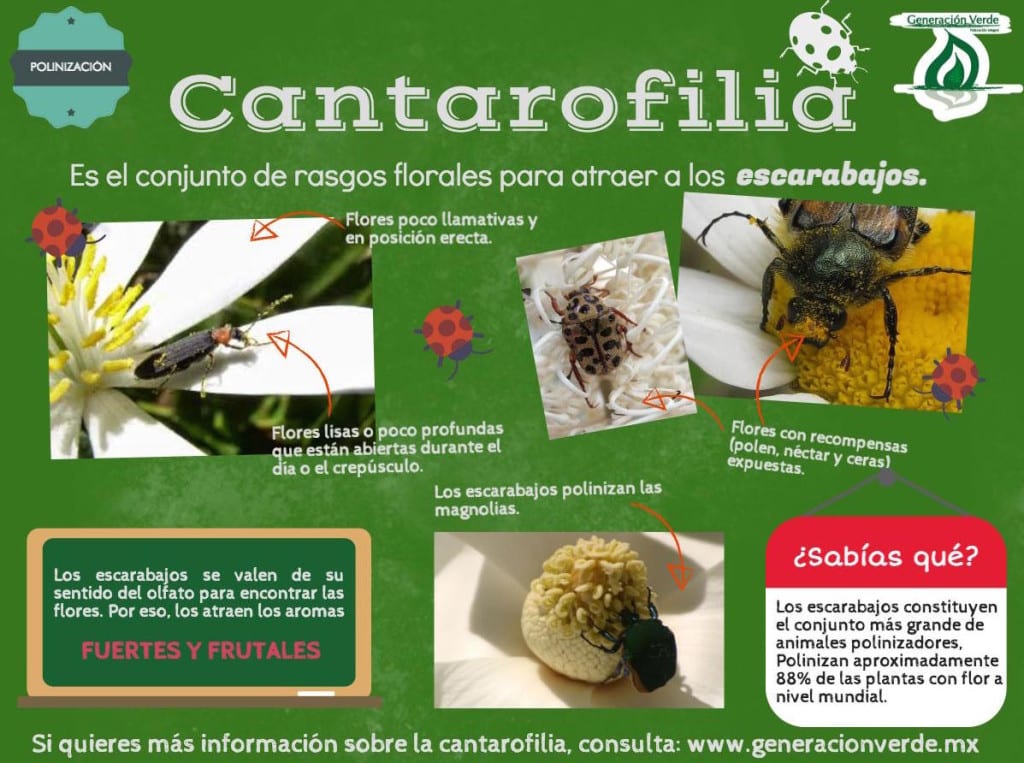 Cantarofilia