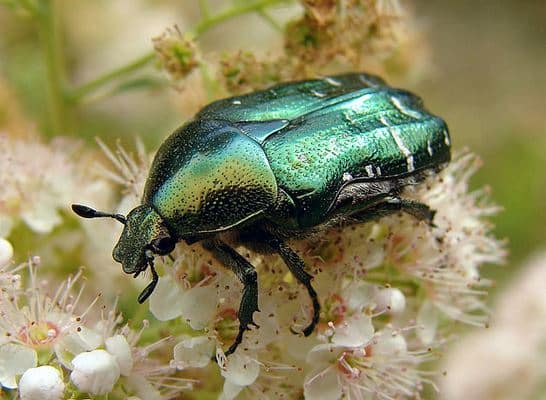 escarabajo polithaga wikimedia